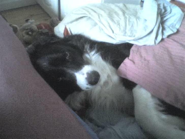 Blanding af racer lady - godnat :-) billede 11