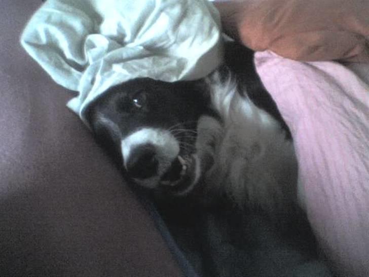 Blanding af racer lady - jeg smiler hihi billede 12