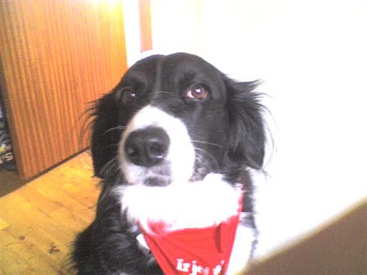 Blanding af racer lady - jeg er den smukkeste i verden siger christine billede 13