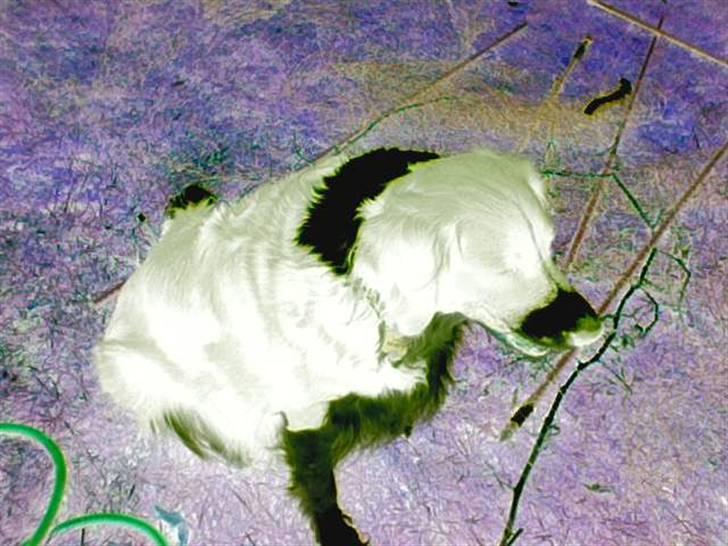 Blanding af racer lady - jeg er ikke hvid og sort jeg er sort og hvid billede 14