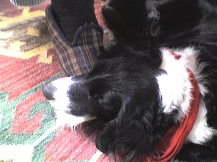 Blanding af racer lady - hvorfor vekker du mig billede 15