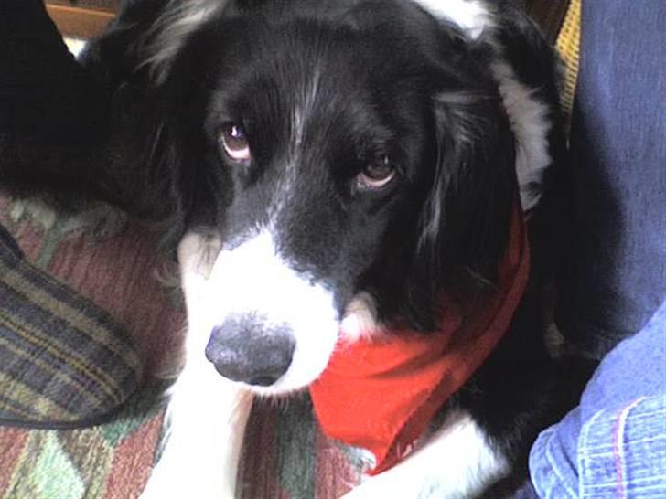 Blanding af racer lady - hvis du ikke ved det, så er jeg meget træt billede 16