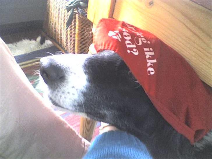 Blanding af racer lady - jeg har fådet en kyse på hoved billede 17