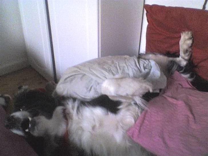 Blanding af racer lady - og jeg sedder slet ikke fast billede 18