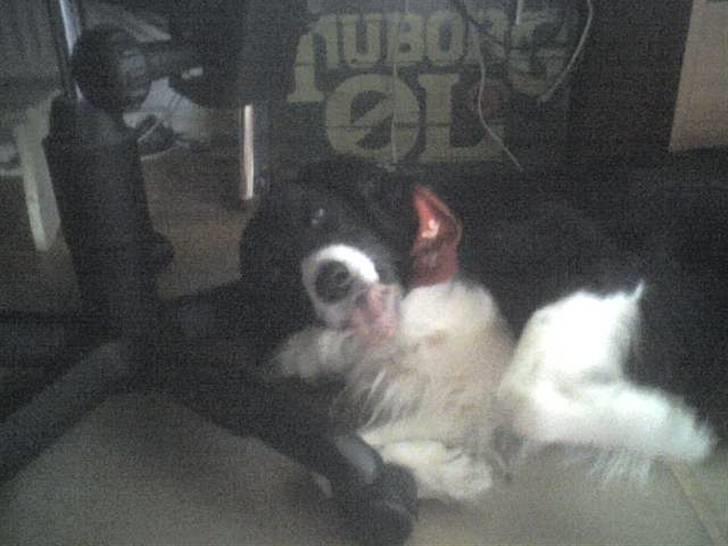 Blanding af racer lady - mor hvis du tiller stolen bag ud så får jeg et jul i hovedt billede 19