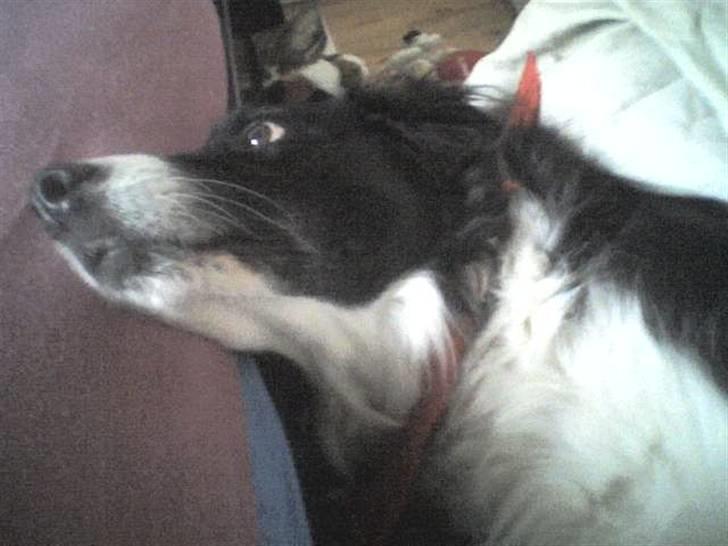 Blanding af racer lady - jeg stakker bege lidt ud billede 20