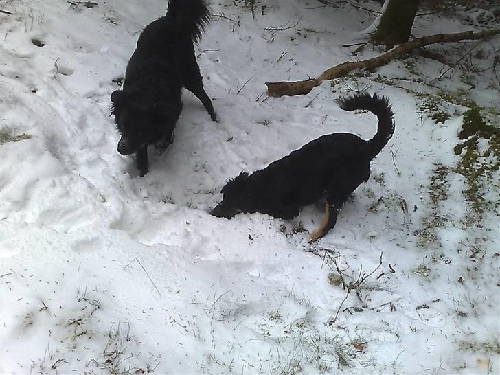 Blanding af racer Trolle *død* - Der skal være noget under sneen... billede 17