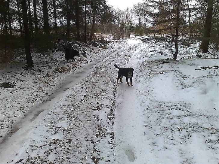Blanding af racer Trolle *død* - Kommer i snart? billede 18