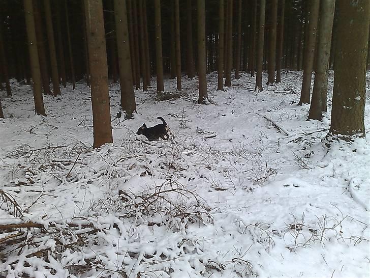 Blanding af racer Trolle *død* - Fuld fart rundt i svinget... billede 19