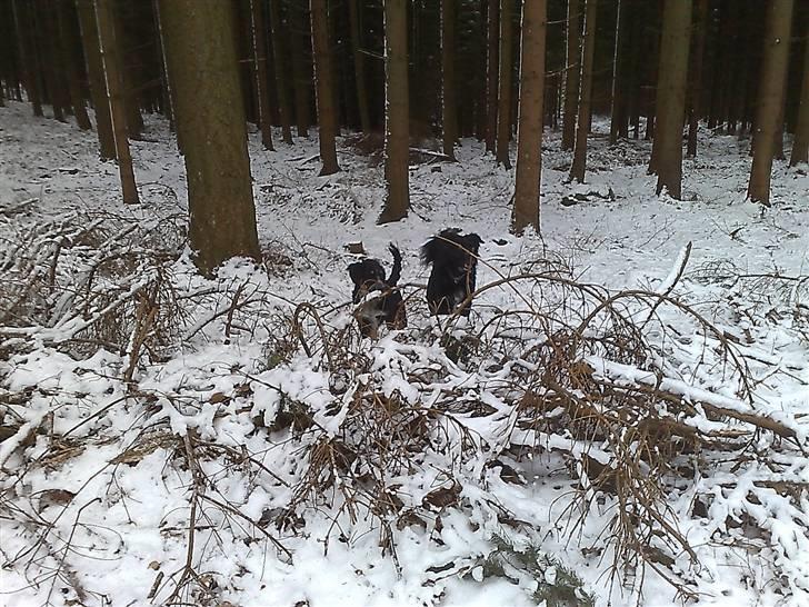 Blanding af racer Trolle *død* - Jeg tror ikke de kan finde os her... billede 20