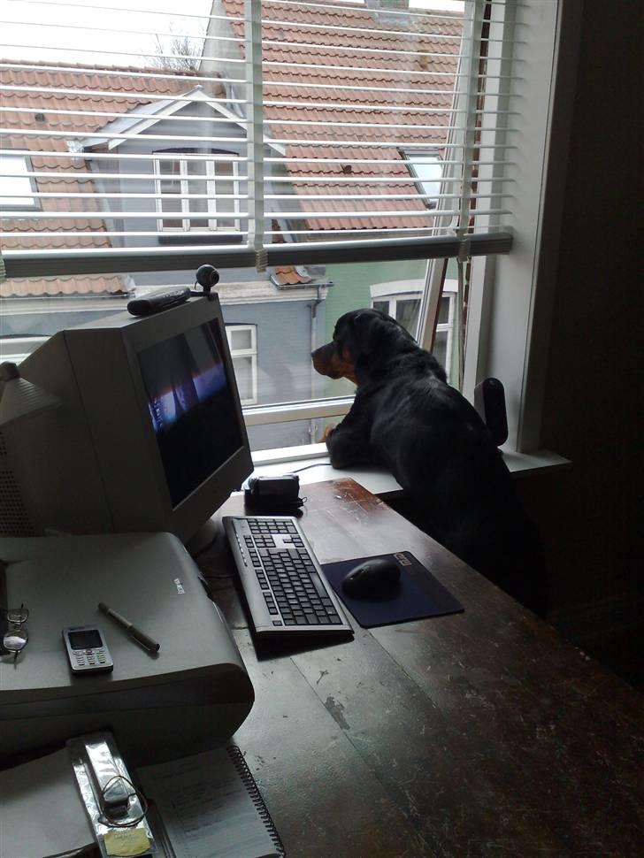 Rottweiler DINGO billede 2