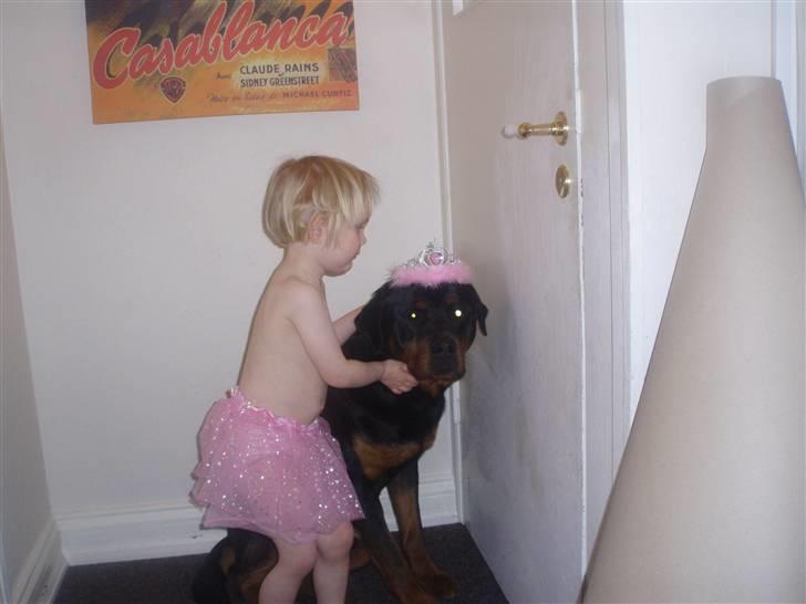 Rottweiler DINGO billede 3