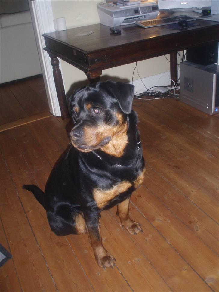 Rottweiler DINGO billede 4