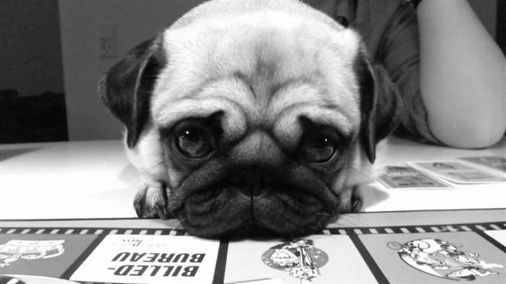 Mops Maggie - Er jeg ikke bedårende? billede 1