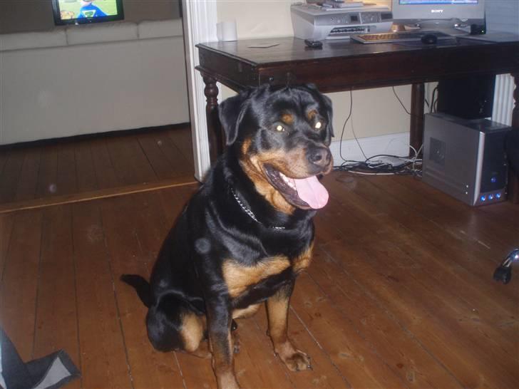 Rottweiler DINGO billede 5