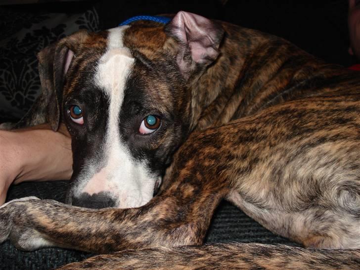 Amerikansk staffordshire terrier Luna - Bliver lidt genert overfor kameraet billede 1