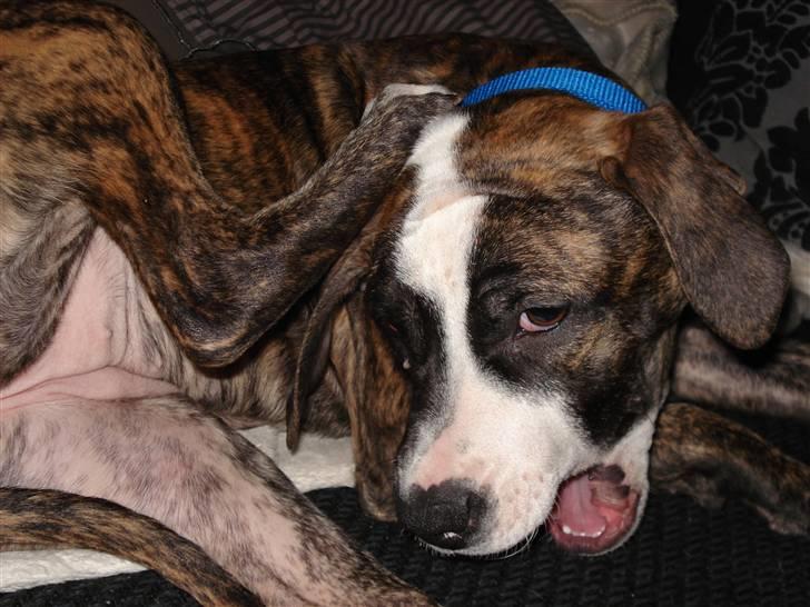 Amerikansk staffordshire terrier Luna - Jeg tror da lige lopperne bider idag... billede 2