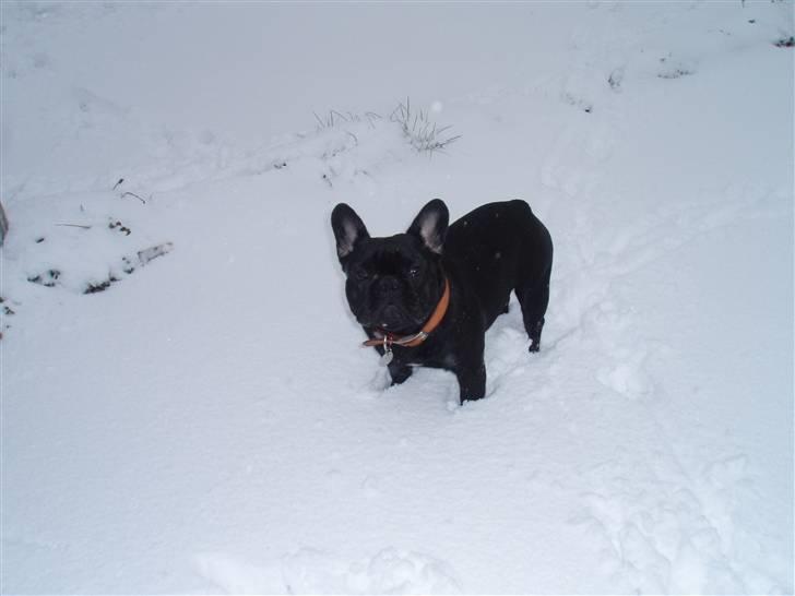 Fransk bulldog Æmmert - Æmmert i sneen, marts 2008 billede 12