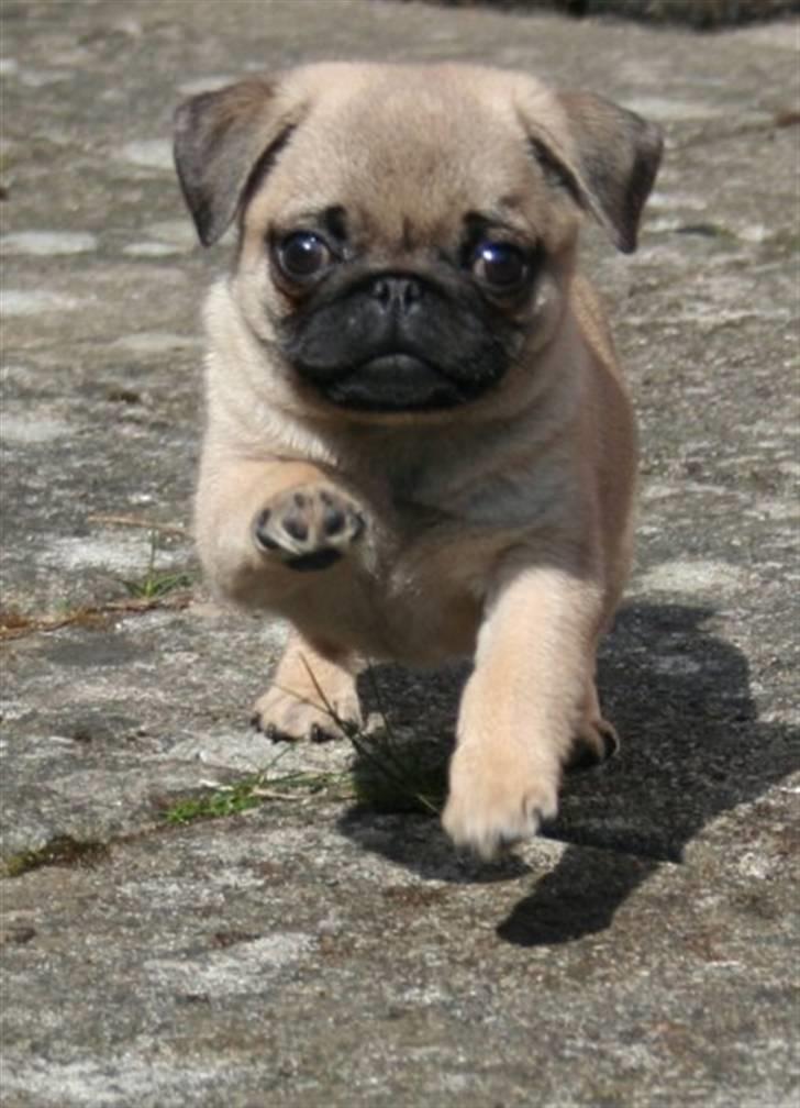 Mops Maggie - Fuld fart frem :) billede 2