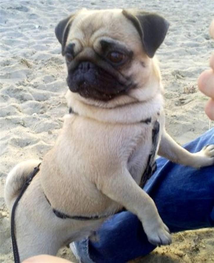 Mops Maggie billede 3