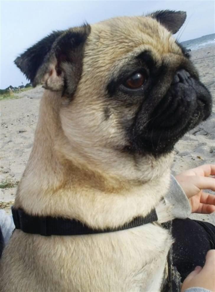Mops Maggie - Her er jeg på stranden - det elsker jeg! billede 4