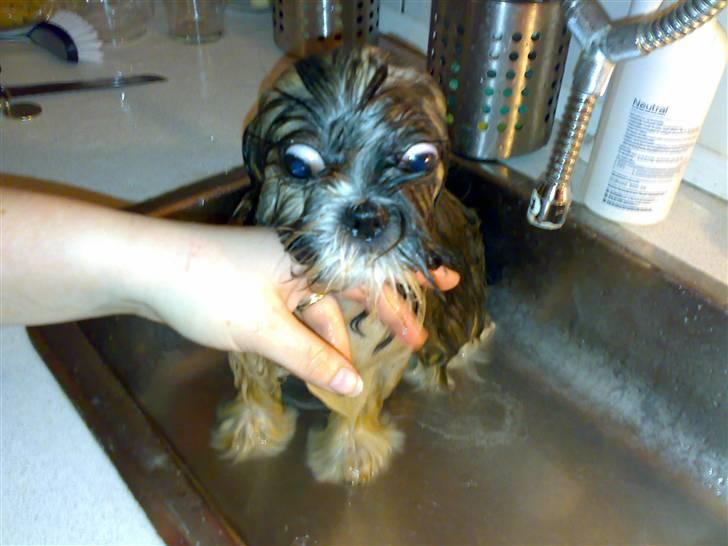 Shih tzu Nala - R.I.P. - Våd Nala billede 14