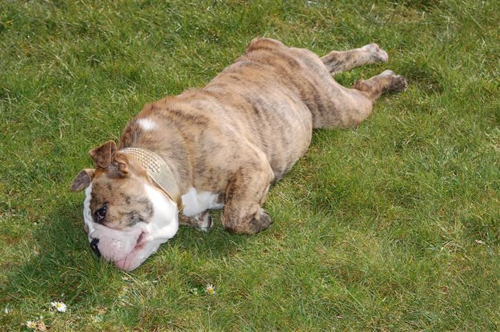 Engelsk bulldog Carla billede 15