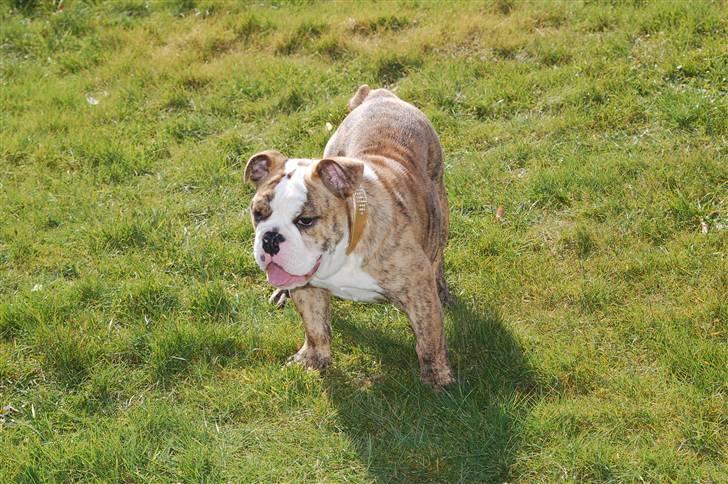 Engelsk bulldog Carla billede 16