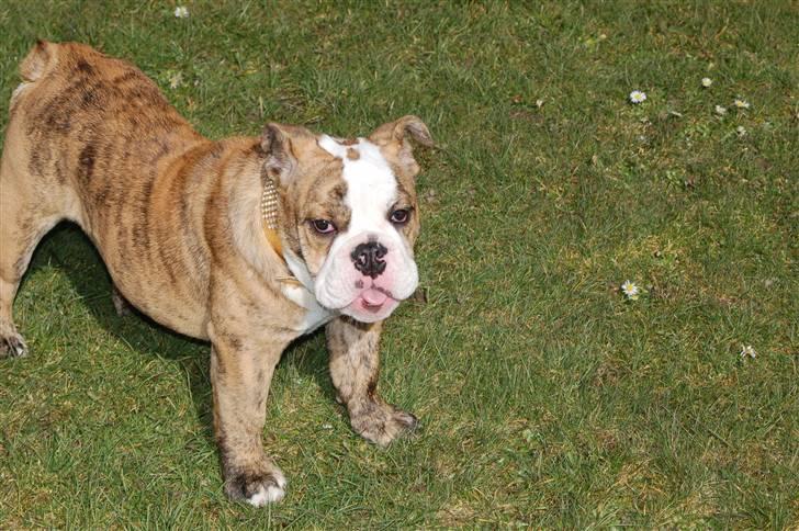 Engelsk bulldog Carla billede 17