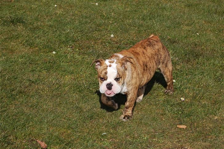 Engelsk bulldog Carla billede 18