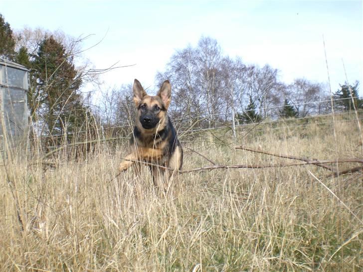 Schæferhund Neela *Himmelhund* billede 8