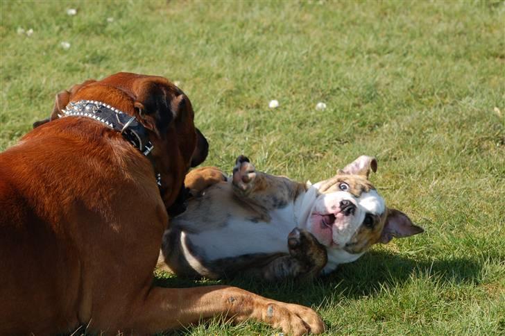 Engelsk bulldog Carla - "Storebror" er sq lidt farlig nogen gange billede 19