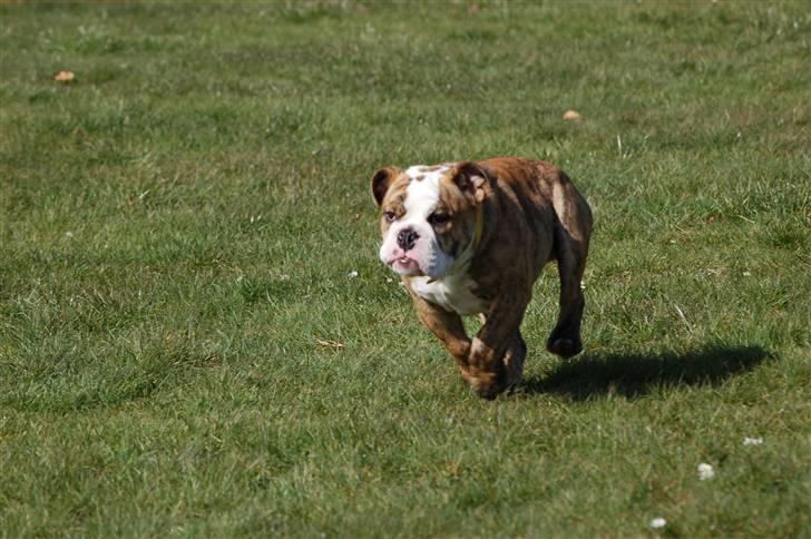 Engelsk bulldog Carla billede 20