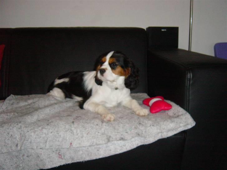 Cavalier king charles spaniel Annexgårdens Lea - Ja man er vel en sofahund billede 4