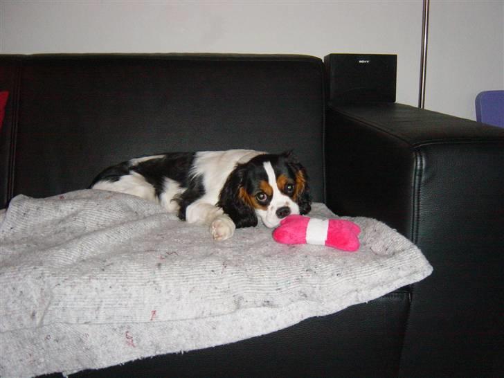 Cavalier king charles spaniel Annexgårdens Lea billede 5