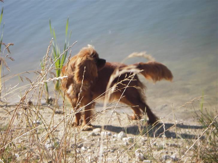Cavalier king charles spaniel Kikki - Jeg elsker at gå tur ved søen. billede 13