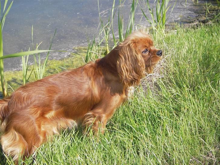 Cavalier king charles spaniel Kikki billede 14