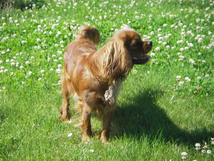 Cavalier king charles spaniel Kikki billede 15