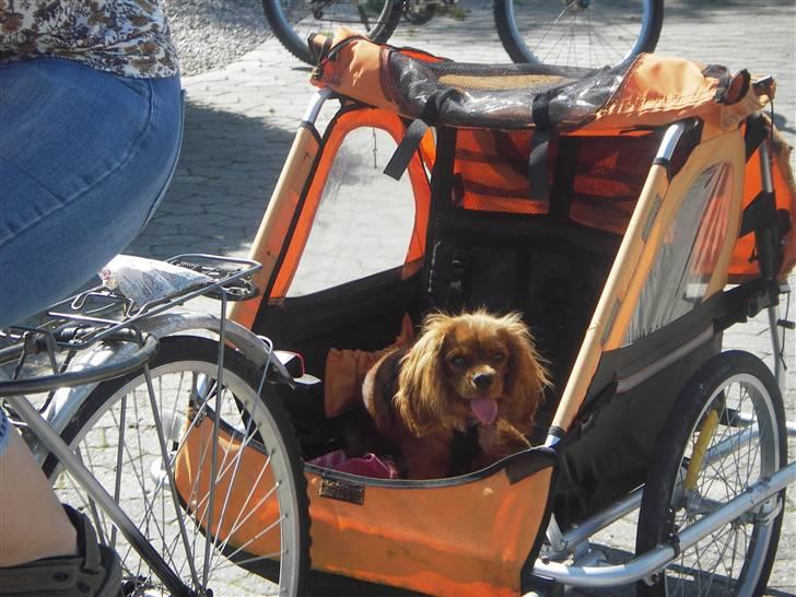 Cavalier king charles spaniel Kikki - Min første cykeltur. billede 16