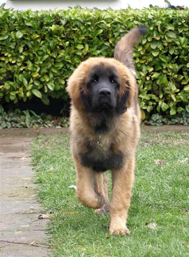 Leonberger Star Of Regulus Red Robin - Tror vist hellere jeg må komme og hjælpe dig med kamera:-D billede 1