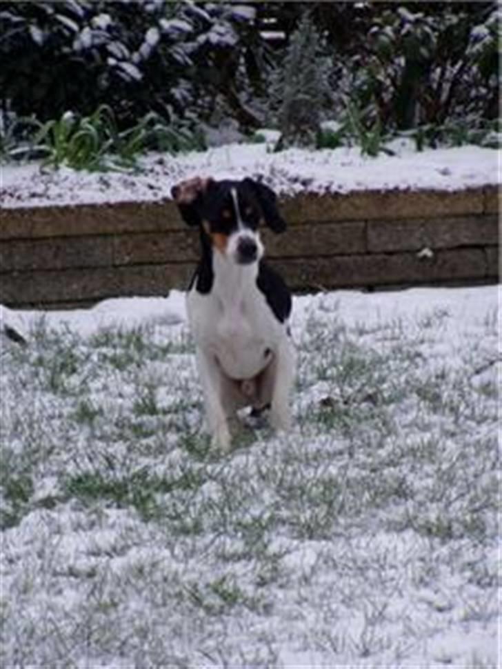 Blanding af racer gangster - lidt koldt i snen billede 14