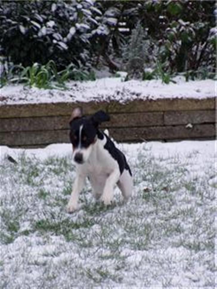 Blanding af racer gangster - små må jeg bare lege i snen billede 15