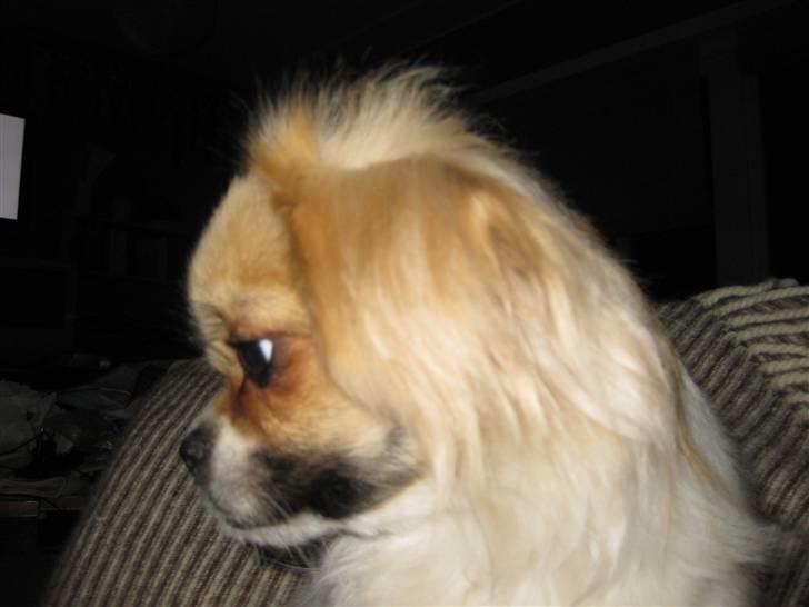 Tibetansk spaniel Sweetie (Mor til 4) - Jeg er da sød! Ikk? billede 1