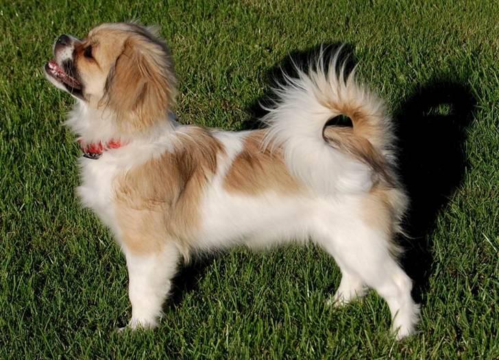 Tibetansk spaniel Sweetie (Mor til 4) - Ja jeg er faktisk vokset lidt  billede 2