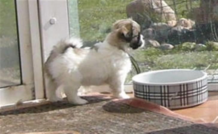 Tibetansk spaniel Sweetie (Mor til 4) - Jeg kigger lige lidt ud i haven billede 3