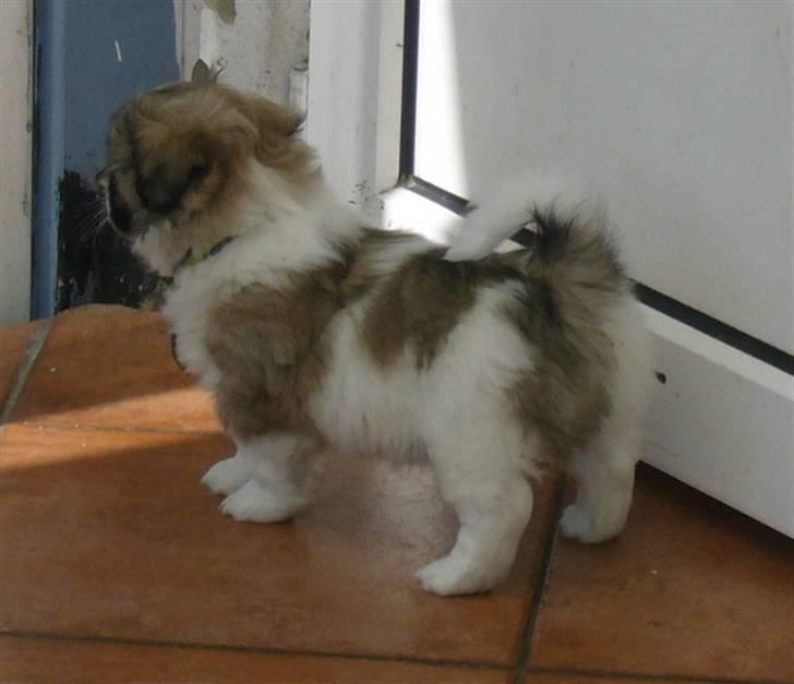 Tibetansk spaniel Sweetie (Mor til 4) - Mon de snart åbner døren? billede 4