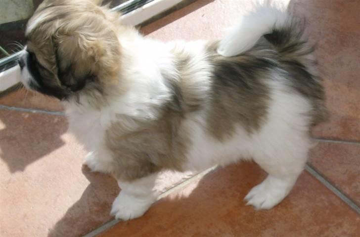 Tibetansk spaniel Sweetie (Mor til 4) - Se, hvor fint jeg kan stå! billede 5
