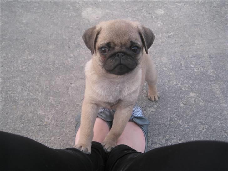 Mops Maggie billede 5