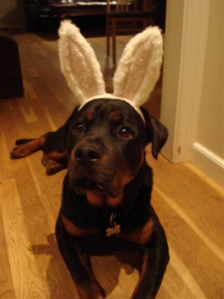 Rottweiler Buster billede 19
