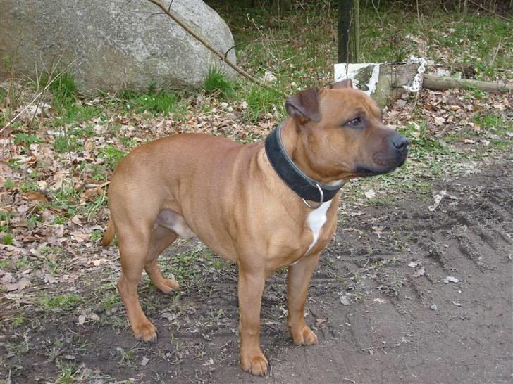 Staffordshire bull terrier Rocky billede 1